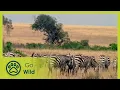 Download Lagu Animal Business - Animals Like Us 7/11 - Go Wild