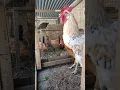 Download Lagu percobaan pertama berkokok | anak ayam jantan mencoba berkokok