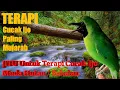 Download Lagu TERAPI CUCAK IJO BAKALAN AGAR CEPAT BUNYI, TERAPI PANCINGAN CUCAK IJO INI AUTO GACOR SEKETIKA.