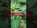 The 10 Strongest Cannabis Strains
