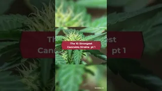 The 10 Strongest Cannabis Strains