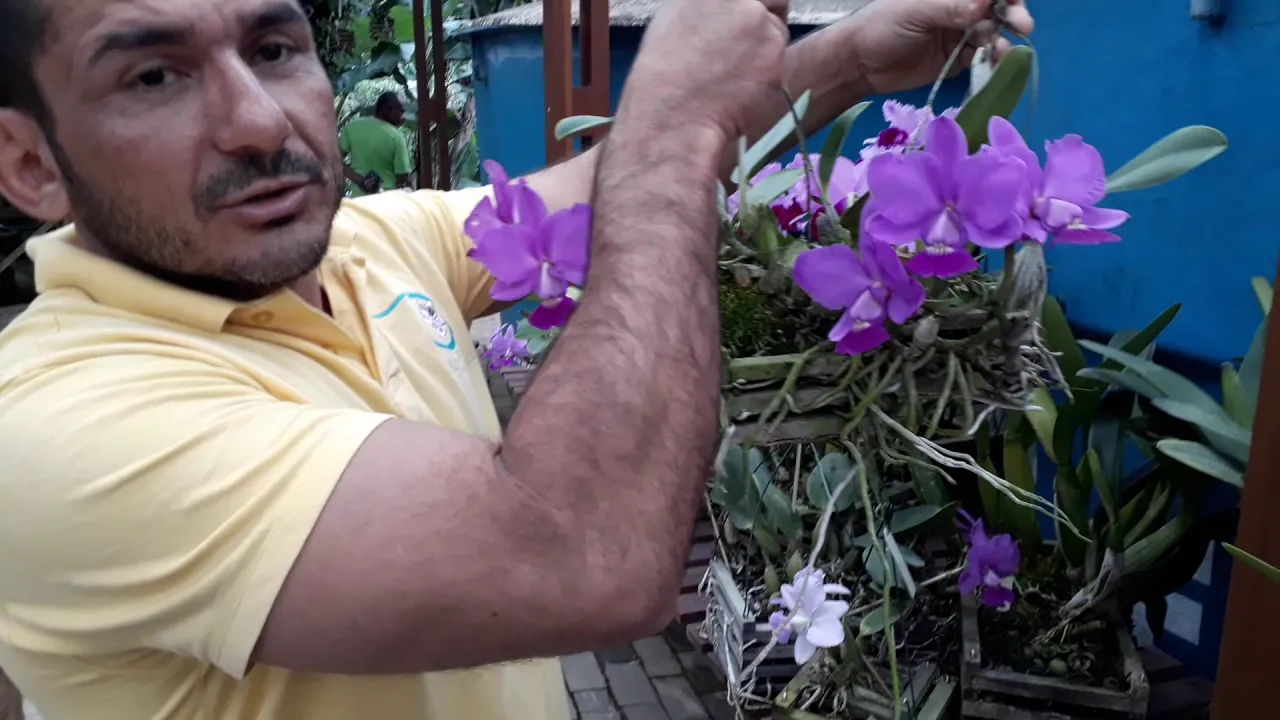 CATTLEYA TRIANAE E OUTRAS ORQUÍDEAS