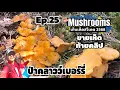 Download Lagu Ep.25 (27 ก.ค.68) เก็บเห็ดหน้าร้อน สร้างรายได้เสริม เห็ดมันปู Cantharellus Cibarius (Kantarell 🇸🇪) Download Lagu Ep.25 (27 ก.ค.68) เก็บเห็ดหน้าร้อน สร้างรายได้เสริม เห็ดมันปู Cantharellus Cibarius (Kantarell 🇸🇪)