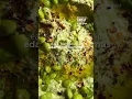 Download Lagu Edamame hummus #shorts #hummusrecipe #healthyfood #easyrecipe #healthysnacks