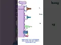 Clinical Cuts Complement system