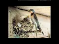 Download Lagu suara burung walet