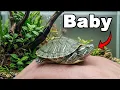 I Got a Pet Turtle