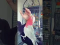 Download Lagu 🤣 determined wee boy. #galah #cockatoo #talkingparrot #pinkchicken #galahtalking