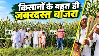 डबल पैदावार देने वाला शानदार बाजरा 👌🏻 | किसानों के बहुत ही ज़बरदस्त बाजरा