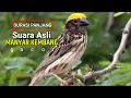 Download Lagu SUARA ASLI MANYAR KEMBANG DURASI PANJANG