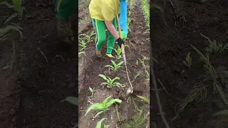                    دندنها