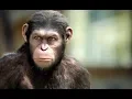 Download Lagu 7 Interesting \u0026 Unique Facts About APES!