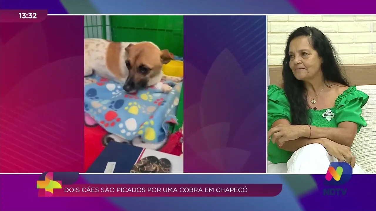 Cães Picados por Cobra: Conheça os Riscos e Saiba Como Agir