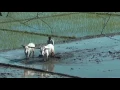 Download Lagu Ekbar Jete Dena Amar Chotto Sonar Gay bd song