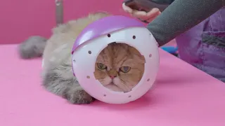 Grooming a Difficult Cat without Sedation
