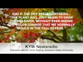 KYW Newsradio Interviews Dr Chris Tipping About Fall Leaves