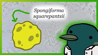 Why Are Scientists so Bad at Naming Things