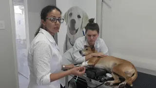 Aferição de pressão arterial em cães