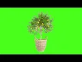 Download Lagu Green Screen Lemon Tree No Copyright Graphics For Projects Chroma Key