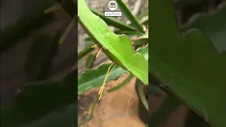 العناية بالدراجون فروت طريقة تنشيط الجذور الهوائية فى نبات فاكهة التنين 