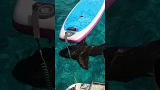 There’s a Shark in my Shower! #youtubevideo #bahamas #shark #yacht #shower #travel  #shorts #reels