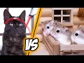 NINJA ROBOTS attack HAMSTERS - MAJOR HAMSTER vs SAMURAI CAT