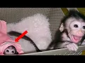 Newborn baby monkey throws tantrum when left alone to make milk
