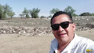 MAS DE 600 BORREGOS Y CHIVOS EN LA HACIENDA DE VAQUERIAS-UN BURRITO RECIEN NACIDO-CARNE ASADA.