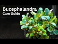 Lagu Complete verzorgingsgids voor Bucephalandra-planten: tips, trucs en instructies. Houd je Bucephal...