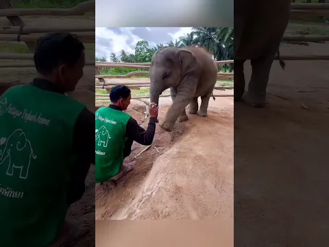 little cute elephant 🐘😍#shorts #youtubeshorts #ytshorts #animals #