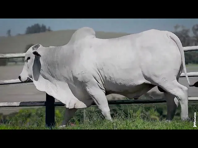 Touro Nelore SGN - 2628