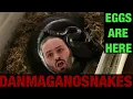 Episode 106 Sumatran short tail python eggs are here Pulling and checking the clutch from Morticia