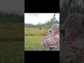 Lagu amazing shot Mosse Hunt with jon #chasse #hunting #deerhunting #harehunting