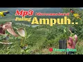 Download Lagu mp3 suara pikat burcil ampuh langsung nyambar.sogon,prenjak kutilang ribut