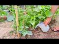 Download Lagu No Chemicals Needed! This Microbe-Rich Liquid Made My Plants EXPLODE with Growth!