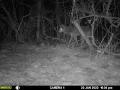 Coyote or Grey Fox