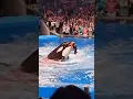 Download Lagu Jessica Radcliffe Orca Attack😭_Jessica Dolphin Trainer_Dolphin Attack Jessica In Hindi_Orca Attack