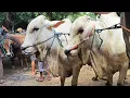 Lagu Ajorr !! PO Super Harga Murah Meriah !! Harga Turun !! Pasar Sapi Tuban