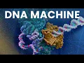 Your Unstoppable Copy Machine DNA Replication