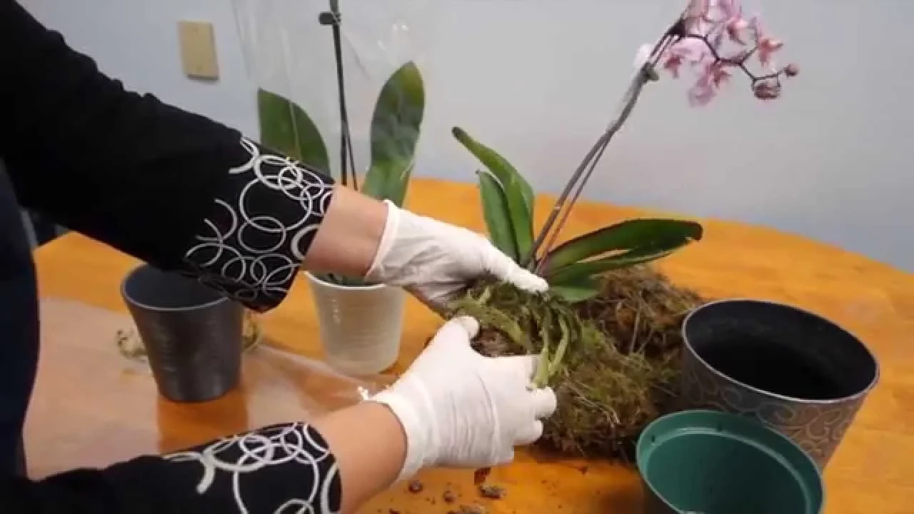 ORCHID CARE TRICK: HOW TO SAVE YOUR POTTED ORCHID FROM DYING