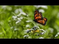 5 things to know about Monarch butterflies