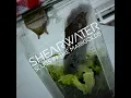 Slugs in the Marigolds - Shearwater