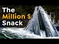 Download Lagu Clever Humpback Whale Pops Up for a Snack