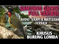 Download Lagu SAMYONG GACOR TEMBAKANBRAPAT || AUDIO TERAPI DAN MASTERAN TERBAIK