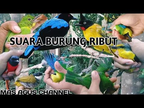 Download MP3 SUARA BURUNG RIBUT SUDAH TERBUKTI HASILNYA