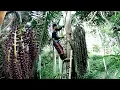 Download Lagu Traditioneel: hoe en technieken tikte Nira Aren, water nira, waterpalm | Palmsuiker - Deel TC-001