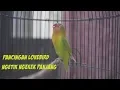 Download Lagu Pancingan Lovebird Ngetik Ngekek Panjang Paud Fighter