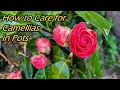 How to Grow and Care for Camellias in Pots Potted Camellias Planting tips