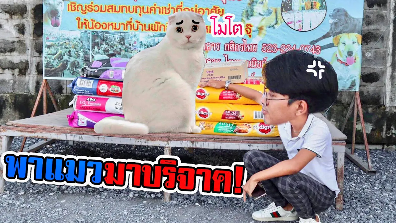 บริจาคอาหารแมว7 ล้านเม็ด ฉลอง 7แสนซับ #ทาสแมวต้องมา. 