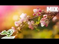 Download Lagu Beautiful Instrumental Music • Relaxing Music with Amazing Nature Videos